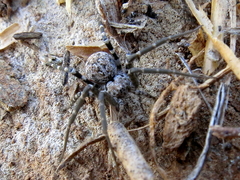 Hersiliola