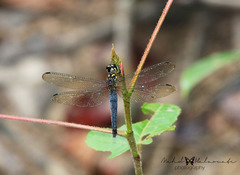 Lyriothemis meyeri