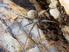 Hersiliola simoni