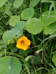 Tropaeolum majus image