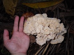 Climacodon dubitativus