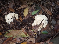 Climacodon dubitativus