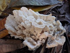 Climacodon dubitativus