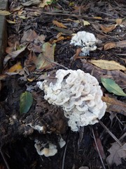 Climacodon dubitativus