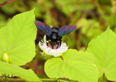 Xylocopa iridipennis