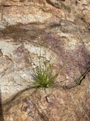 Oldenlandia herbacea