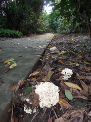 Climacodon dubitativus