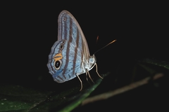 Chloreuptychia chlorimene