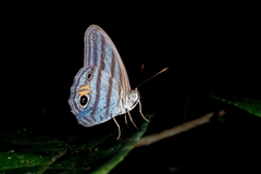 Chloreuptychia chlorimene