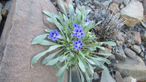 Image of Aptosimum indivisum by (c) James Deacon, some rights reserved (CC BY-SA)