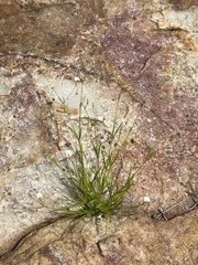Oldenlandia herbacea