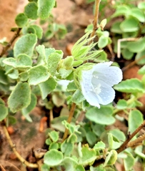 Pavonia dentata