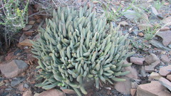 Cylindrophyllum tugwelliae