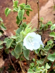 Pavonia dentata