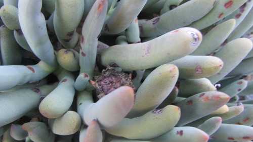 Image of Cylindrophyllum tugwelliae by (c) James Deacon, some rights reserved (CC BY-SA)