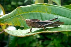 Xyleus discoideus angulatus