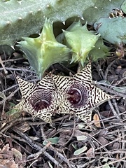 Huernia stapelioides