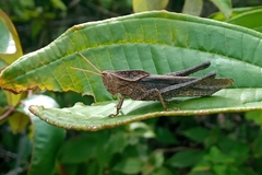 Xyleus discoideus angulatus