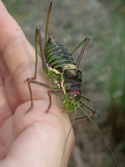 Parasteropleurus perezii