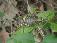 Parasteropleurus perezii