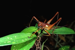 Listroscelidinae