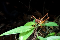 Listroscelidinae
