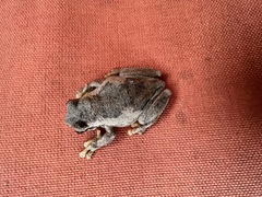 Litoria dentata