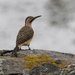 Andean Flicker - Photo (c) Richard Gibbons, some rights reserved (CC BY-NC)