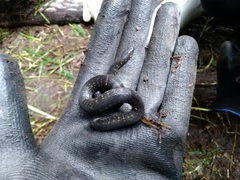 Atractus crassicaudatus