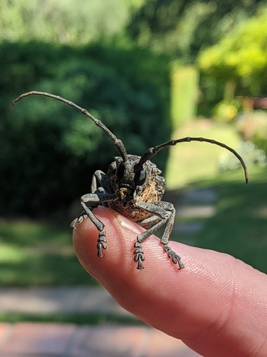 Figtree Longhorn