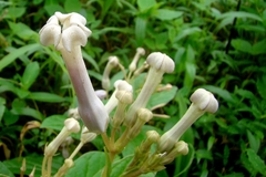Ceropegia sahyadrica
