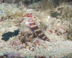 Amblyeleotris wheeleri