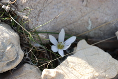 Colchicum hungaricum