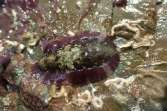 Onithochiton quercinus