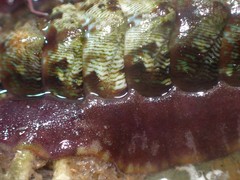 Onithochiton quercinus