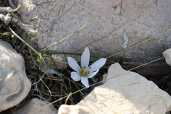 Colchicum hungaricum