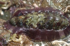 Onithochiton quercinus