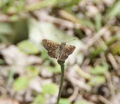 Toxidia parvula