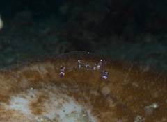 Ancylomenes luteomaculatus