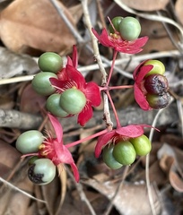 Ochna leptoclada