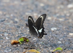 Papilio fuscus capaneus