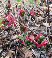 Ochna leptoclada