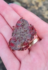 Eurynolambrus australis