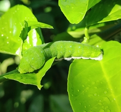 Papilio fuscus capaneus