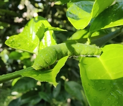Papilio fuscus capaneus