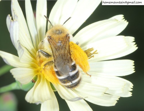 Dasypoda japonica