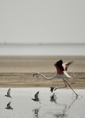 Phoenicopterus roseus