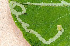 Phytomyza lappae