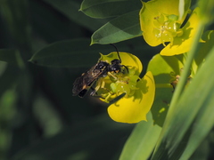 Tenthredo shaposhnikovi