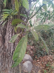 Cola nitida